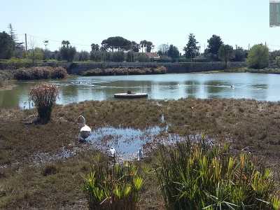 Per raggiungere il lago di Sassano bisogna percorrere viale Chienna, la strada che ci porta a destinazione. Il panorama si apre all'improvviso sulla nostra sinistra: un placido specchio d'acqua largo qualche centinaio di metri e profondo una decina, circondato da vegetazione sulla quale insistono numerosi animali